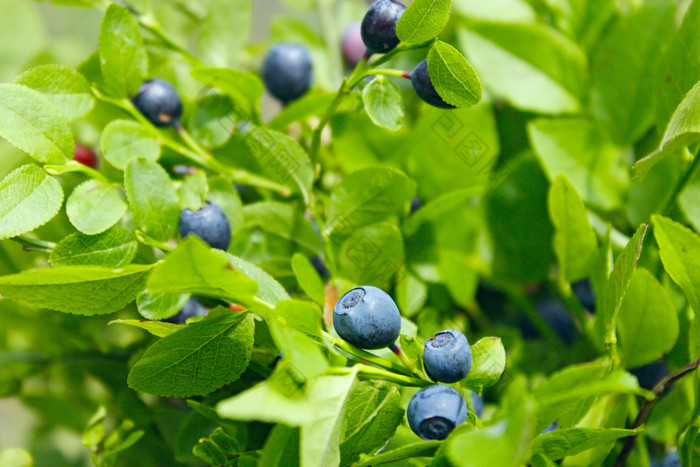 成熟的浆果越桔成长森林bilberry-bush日益增长的森林蓝莓木收获欧洲越橘浆果越桔森林收获欧洲越橘