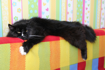 懒惰的黑色的猫铺设<strong>彩色</strong>的回来沙发黑色的和白色猫铺设回来沙发与<strong>彩色</strong>的织物多北极动物有休息黑色的猫铺设<strong>彩色</strong>的回来沙发多北极动物有休息