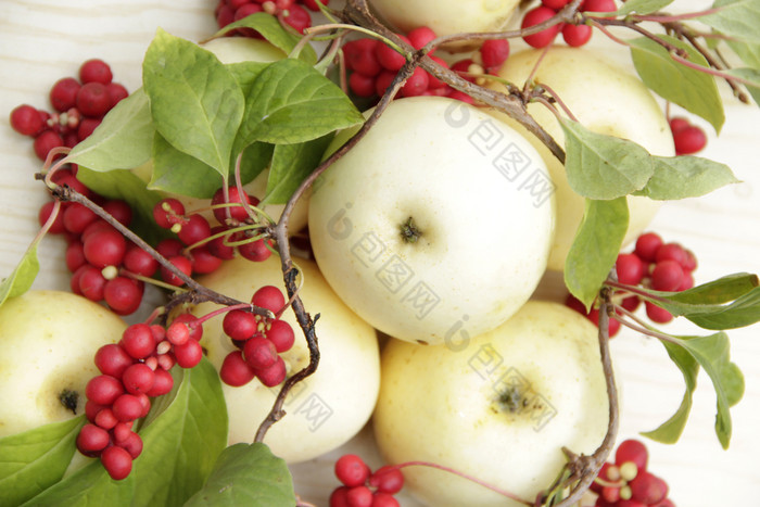 五味子属和白色苹果仍然生活与集群成熟的五味子属和白色苹果收获与红色的五味子属对植物与成熟的水果和苹果五味子属omija韩国白色苹果和五味子属仍然生活与成熟的五味子属和苹果