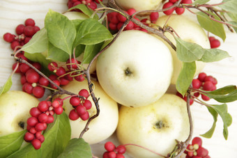 五味子属和白色苹果仍然生活与集群成熟的五味子属和白色苹果收获与红色的五味子属对植物与成熟的水果和苹果五味子属omija韩国白色苹果和五味子属仍然生活与成熟的五味子属和苹果
