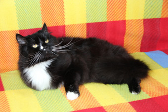 黑色的猫与白色领带说谎明亮的颜色沙发美丽的猫与大白色胡须铺设沙发美丽的猫与大白色胡须铺设沙发