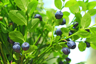 成熟的浆果越桔成长森林bilberry-bush日益增长的森林蓝莓木收获欧洲越橘成熟的浆果越桔成长森林收获欧洲越橘
