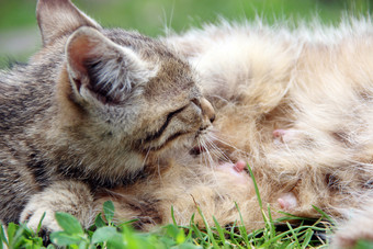 灰色的小猫吸牛奶从妈妈。猫铺设绿色草关闭小小猫吸牛奶婴儿猫吸妈妈。过程喂养小猫灰色的小猫吸牛奶从妈妈。猫铺设绿色草关闭