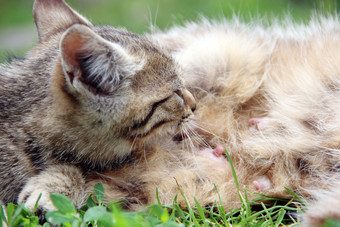 灰色的小猫吸牛奶从<strong>妈妈</strong>。猫铺设绿色草关闭小小猫吸牛奶婴儿猫吸<strong>妈妈</strong>。过程<strong>喂</strong>养小猫灰色的小猫吸牛奶从<strong>妈妈</strong>。猫铺设绿色草关闭