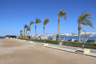 热带棕榈树海滨成长沿着海岸热带度假胜地与棕榈树附近海假期概念热带棕榈树海滨成长沿着海岸假期概念
