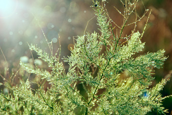 分支机构芦笋officinalis早....<strong>露水</strong>绿色叶子芦笋officinalis与滴<strong>露水</strong>黎明分支机构芦笋officinalis早....<strong>露水</strong>