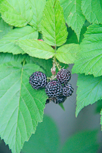黑色的树莓挂<strong>布什</strong>成熟的rubusoccidentalis分支特写镜头成熟的树莓收获rubusoccidentalis黑色的树莓挂<strong>布什</strong>成熟的rubusoccidentalis分支