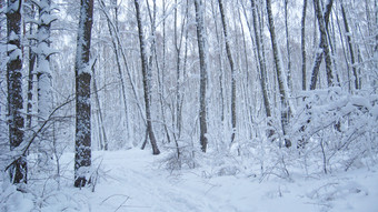 分支机构树覆盖与厚层雪冻时间冬天<strong>森林</strong>树覆盖雪冬天<strong>森林</strong>美丽的景观<strong>森林</strong>路径冷淡的木美丽的景观冬天<strong>森林</strong>雪<strong>风景</strong>木