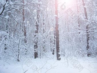 分支机构树覆盖与厚层雪冻时间冬天森林树覆盖雪冬天森林美丽的景观森林路径冷淡的木美丽的景观冬天森林雪风景木