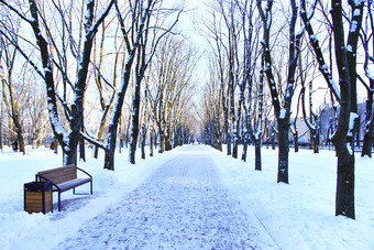 冬天公园与许多大树和路径美丽的公园小巷与板凳上和树冬天阳光明媚的一天美丽的公园与散步路径和树空城市公园冬天美丽的公园与散步路径和树覆盖雪空城市公园