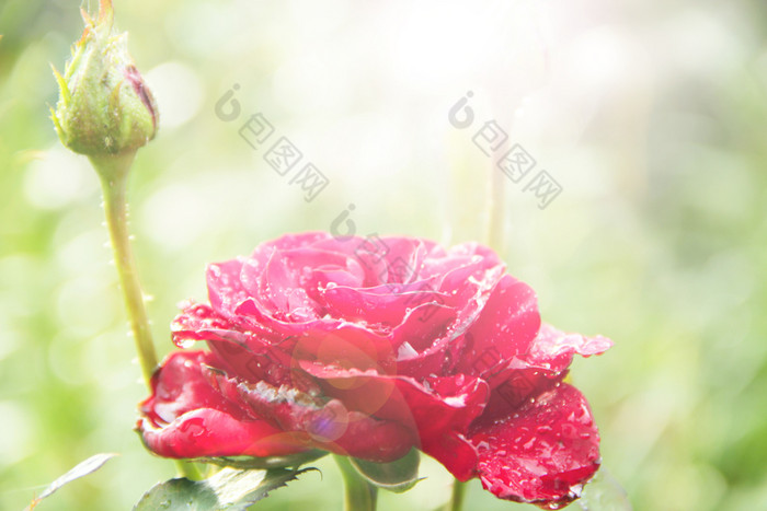 红色的玫瑰花园阳光模糊的绿色背景复制空间与自然背景美丽的花玫瑰花为假期复制痉挛为文本红色的玫瑰花园阳光模糊的绿色背景