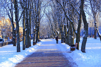 美丽的公园小巷与板凳上和树冬天阳光明媚的一天美丽的公园与散步路径和树覆盖雪空城市公园冬天美丽的公园小巷与板凳上和树冬天阳光明媚的一天