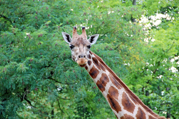 头发现了长颈鹿背景绿色树叶最高的动物的世界的长颈鹿看向前高长颈鹿吃叶子动物园最高的动物发现了动物最高的哺乳动物头发现了长颈鹿背景绿色树叶最高的动物