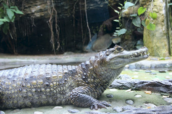 危险的爬行动物生活自然栖息地鳄鱼后面玻璃动物园野生动物危险的爬行动物生活自然栖息地鳄鱼后面玻璃动物园