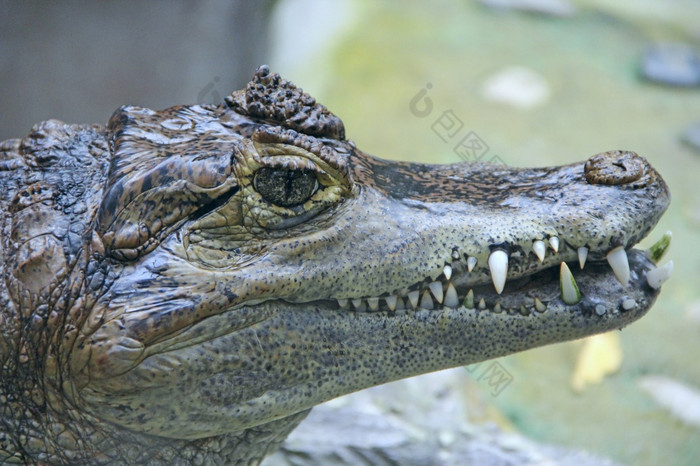鳄鱼头关闭动物的鼻口大爬行动物关闭鳄鱼头与大牙齿鳄鱼头与大牙齿关闭