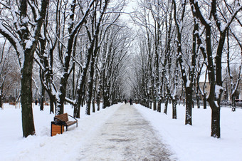 美丽的公园小巷与板凳上和树冬天阳光明媚的一天美丽的公园与散步路径和树覆盖雪空城市公园冬天美丽的公园小巷与板凳上和树冬天阳光明媚的一天