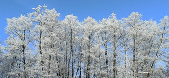 树覆盖与白霜冷淡的天气美妙的冬天森林前树分支机构雪冬天公园与美丽的树树雪冬天公园冷天气冬天景观树覆盖与白霜冷天气冬天景观