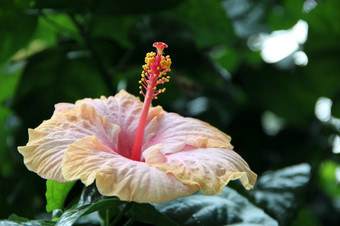 美丽的花芙蓉热带花园关闭温柔的芙蓉盛开的丛林芙蓉花绿色背景芙蓉夏威夷植物增长热带雨林丛林美丽的花芙蓉热带花园关闭