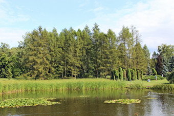人花的周末自然附近的湖人休息附近池塘与鸭子在检疫新冠病毒隔离自然夏天假期的海岸美丽的湖人花的周末自然附近的湖新冠病毒隔离自然
