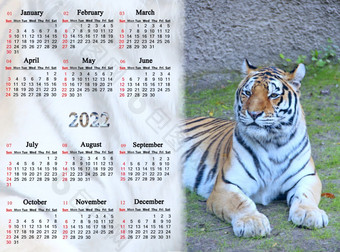 日历为与图像老虎老虎象征一年周日开始规划师为业务野生老虎象征首页组织者下一个一年日历为与图像老虎老虎象征一年