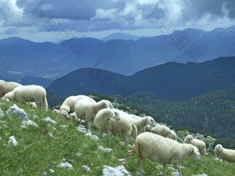 群羊放牧山农村农场动物吃草山白色羊的高地山景观与羊国内动物农村群羊放牧山农村农场动物吃草山
