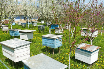 很多蜜蜂蜂房春天花园蜜蜂荨麻疹盛开的花园房子蜜蜂使蜂蜜有用的昆虫蜂蜜生产开花树附近蜂巢农村春天很多蜜蜂蜂房春天花园有用的昆虫蜂蜜生产