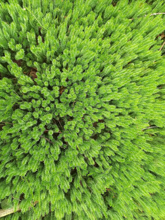 柴催眠cupressiforme森林绿色纹理自然纹理绿色植物日益增长的森林木植物自然模式绿色壁纸柴催眠cupressiforme的森林