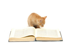 红色的小猫阅读书孤立的白色背景