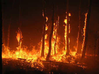 燃烧树的森林