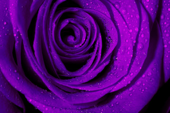 宏图像黑<strong>暗紫色</strong>的玫瑰与水滴