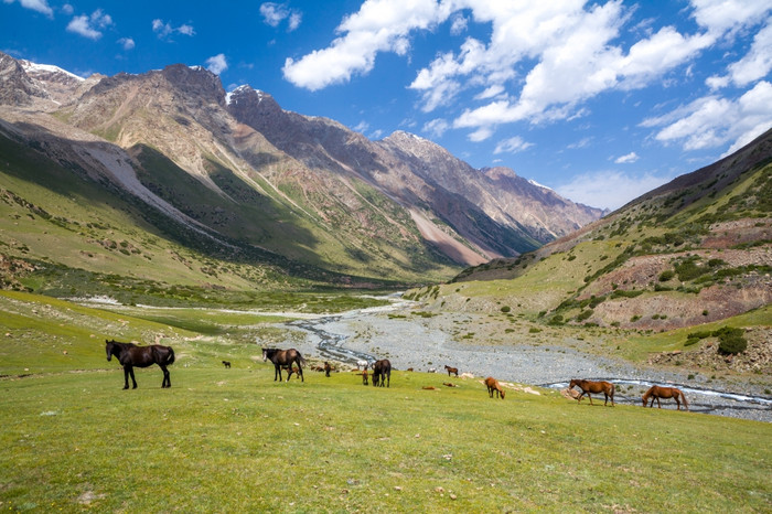 群马放牧天山山山吉尔吉斯斯坦图片