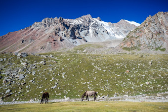 两个放牧马阳光明媚的一天高<strong>雪山天山</strong>山吉尔吉斯斯坦