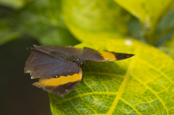 大棕色（的）细纹蝴蝶塞克拉betulae休息叶