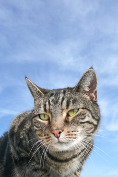 特写镜头虎斑猫脸对蓝色的天空