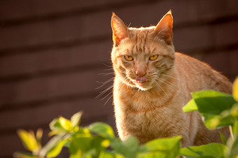 英俊的红色的虎斑猫舔他的嘴唇日落红色的虎斑猫舔他的嘴唇后狩猎