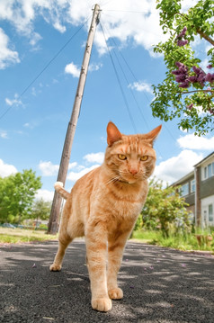 英俊的红色的虎斑猫捍卫他的领土城市猫捍卫他的小巷