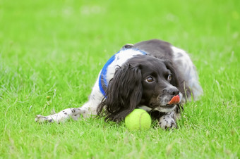 好玩的猎犬<strong>守卫</strong>她的网球球后游戏获取