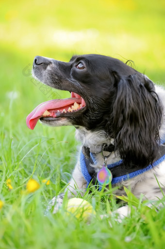 好玩的猎犬守卫她的网球球后游戏获取