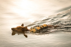 小狗穿浮选夹克游泳日落