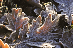 橡木叶子覆盖冬天霜