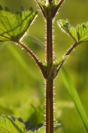 荨麻植物背光设置太阳