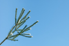 雪覆盖松树针对蓝色的天空