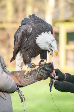 北美国鹰的手臂专家falconry是