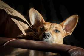 狗与大耳朵皮革沙发阳光