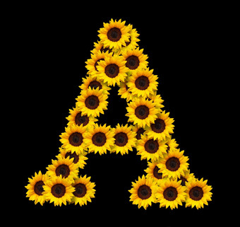 资本信使黄色的向日葵花孤立的黑色的背景设计元素为爱概念设计理想的为母亲一天和春天主题