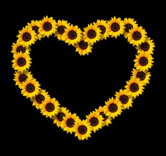 心形状框架使黄色的向日葵花孤立的黑色的背景设计元素为爱概念设计理想的为母亲一天和春天主题