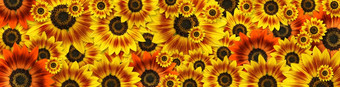 向日葵duarf音乐盒子向日葵全景横幅图像设计完整的花背景有用的为春天主题母亲一天