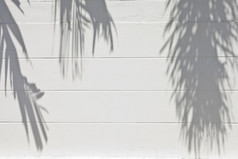 白色水泥墙与阴影从棕榈树