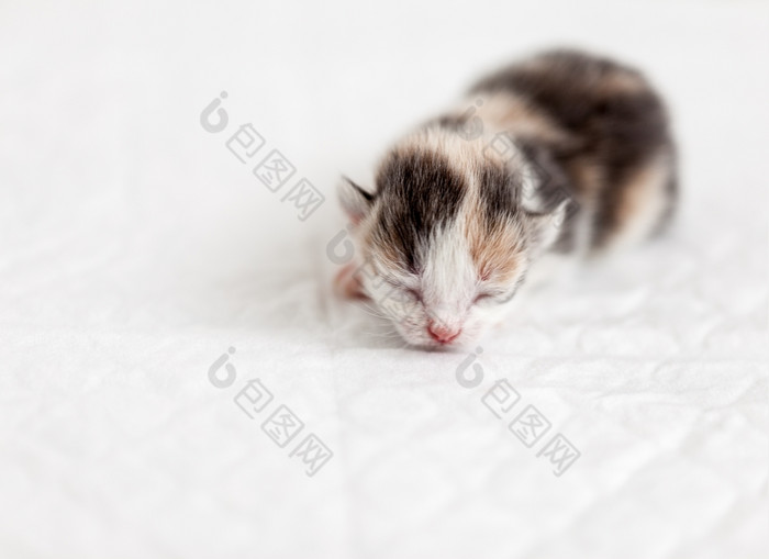 睡眠小盲目的小猫非常小盲目的小猫睡眠女孩天