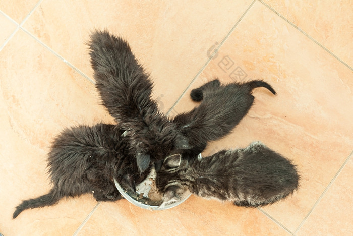 四个小黑色的小猫吃干食物小巷四个小黑色的小猫吃干食物